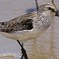 Broad-billed Sandpiper